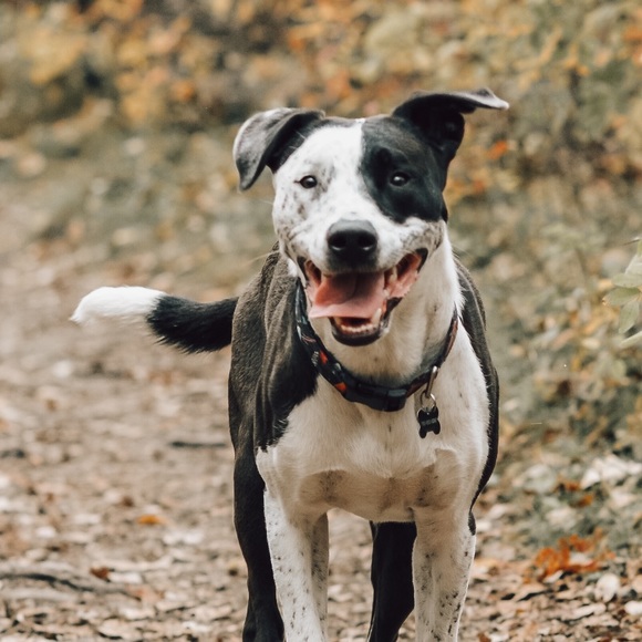 Meet your Posher, Katy sue - Picture 1 of 1